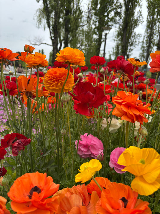 A Gentle Spring Reset: Simple Ways to Feel Lighter This Season